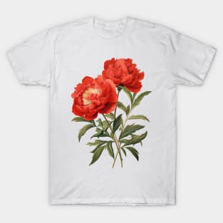 Botanical illustration of peonies T-Shirt